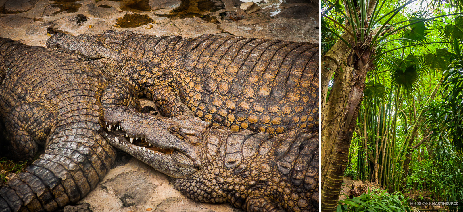 Farma krokodýlů v La Vanille Parku (Mauritius)