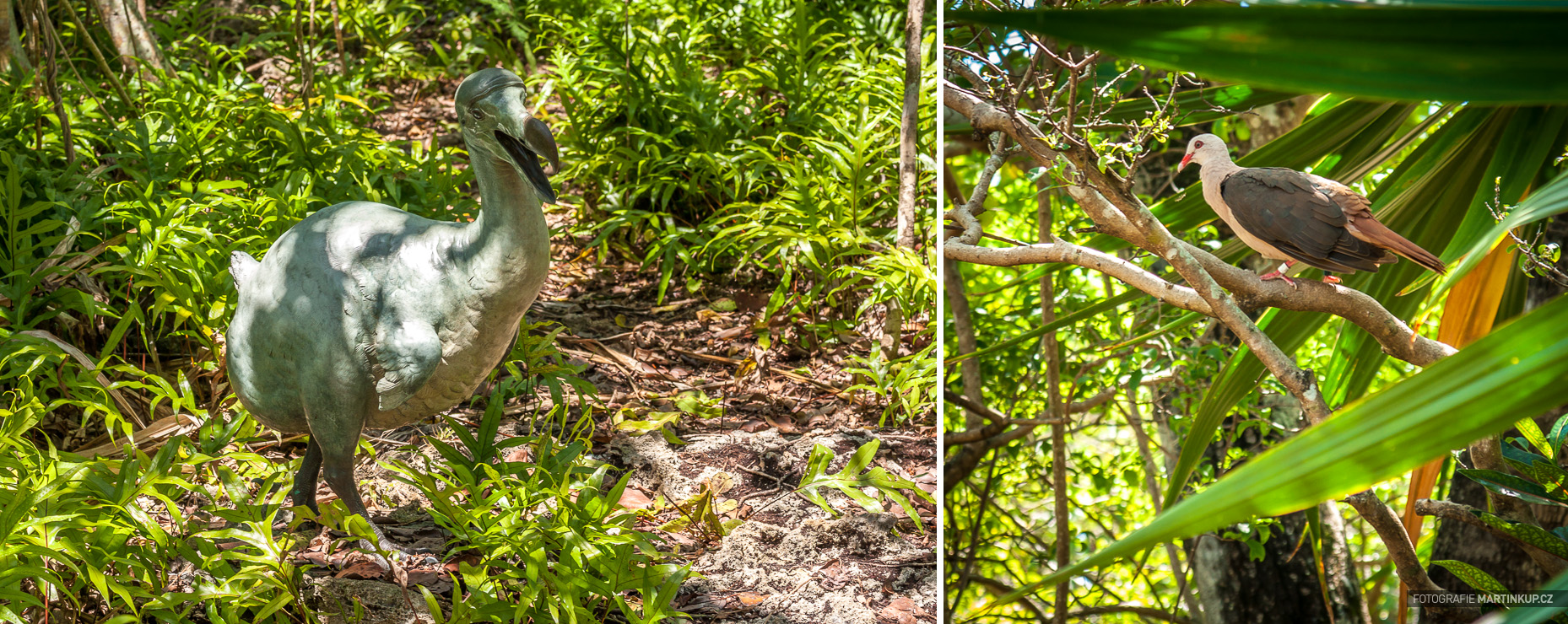 Socha ptáka Dodo (Blboun nejapný) a růžový holub napravo (Mauritius)