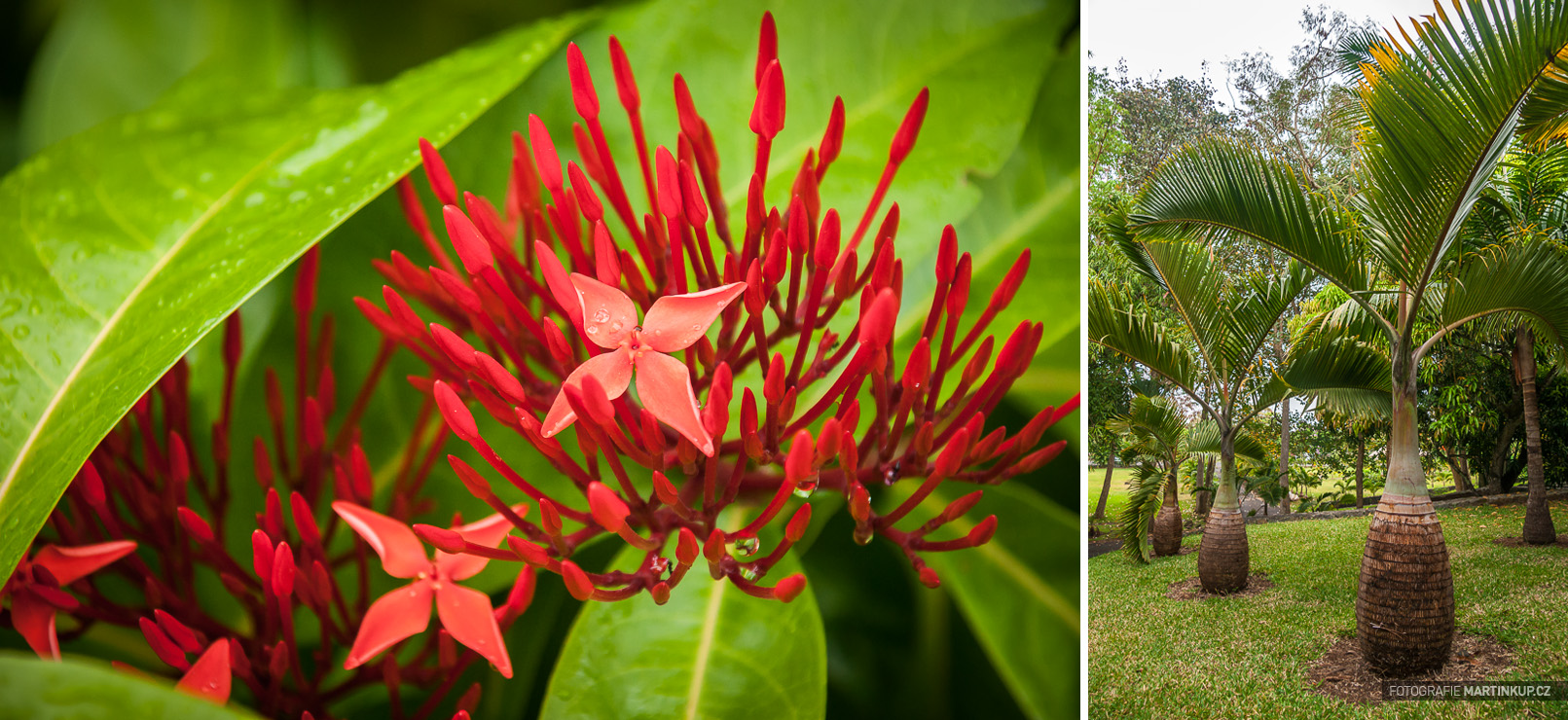 Botanická zahrada Pamplemousses (Mauritius)