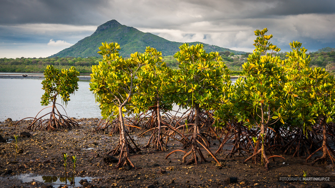Mangrovníky na Mauritiu