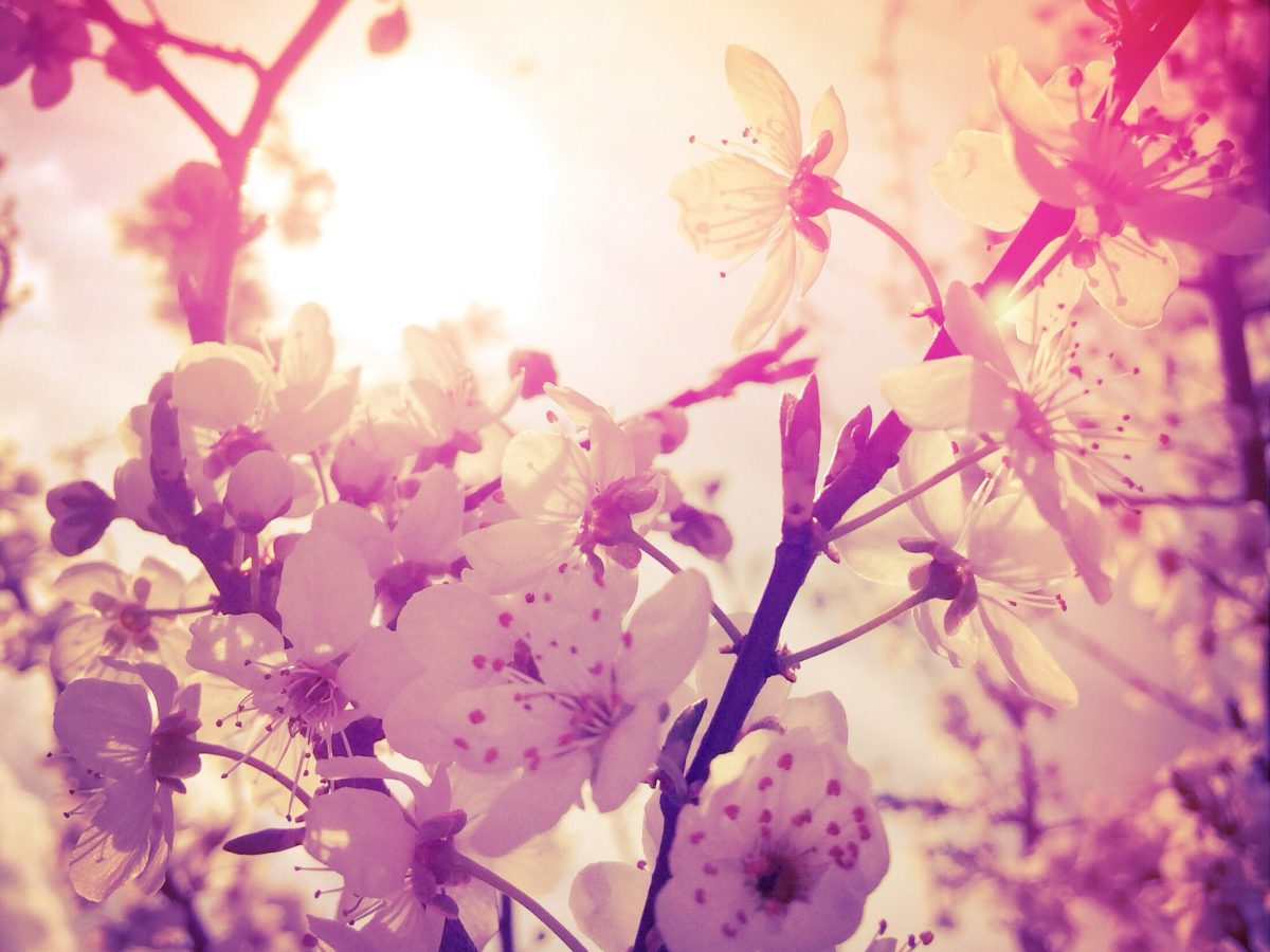 Jarní momentka květů v žáru odpoledního slunce